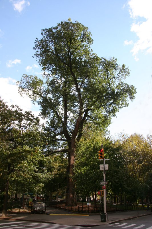 English Elm - Hang Man Tree