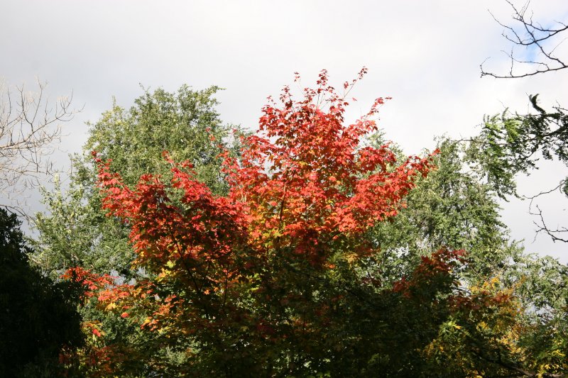 Maple Tree