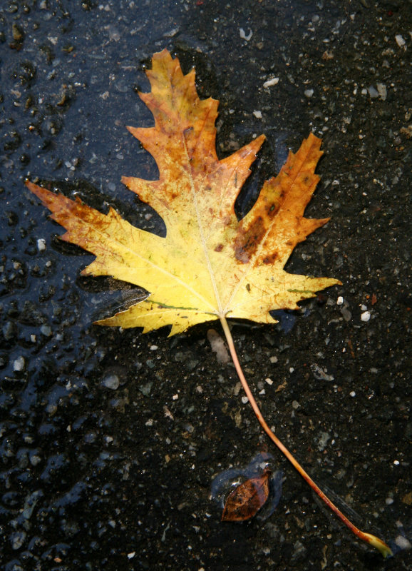 Maple Leaf