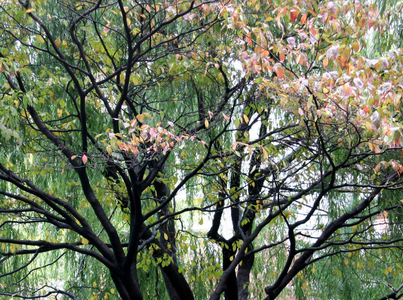 Dogwood & Willow Trees