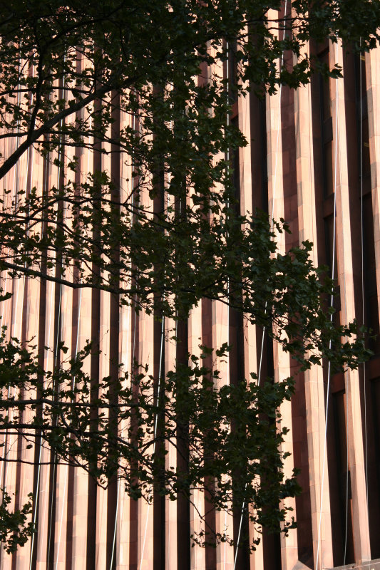 NYU Library with Sycamore Tree Branches
