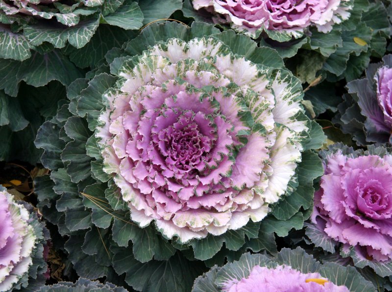 Ornamental Cabbage
