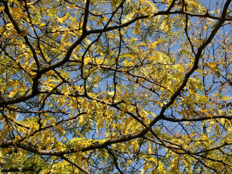 Locust Tree Foliage