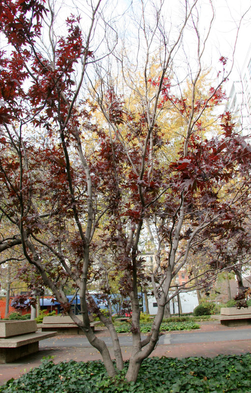 Dwarf Red Maple Tree