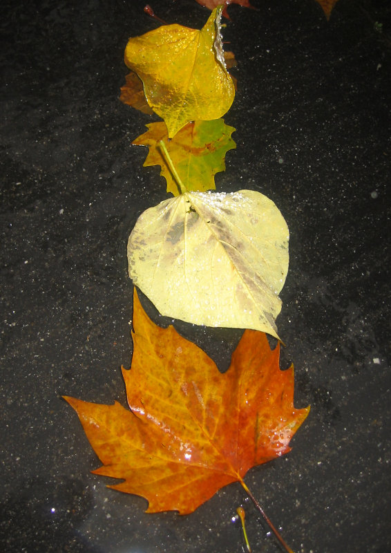 Loose Cercis & Sycamore Foliage