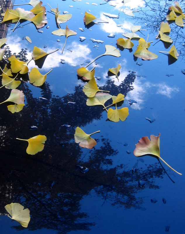 Ginkgo Leaves on a BMW Hood