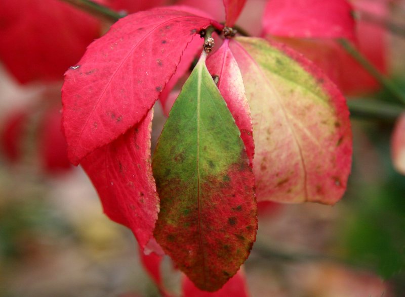 Burning Bush Foliage