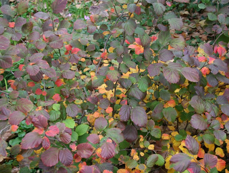 Fothergilla Bush Foliage