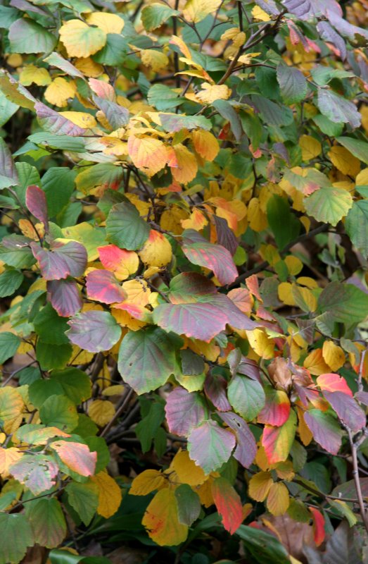 Fothergilla Bush Foliage