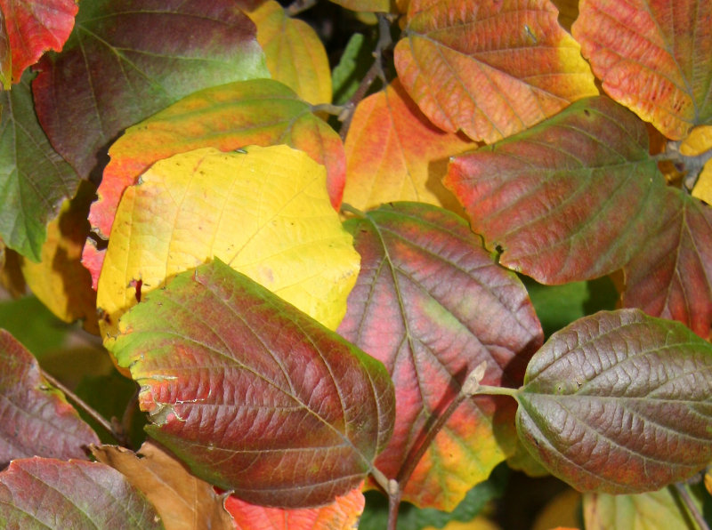 Fothergilla Bush Foliage