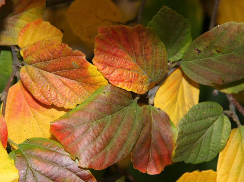 Fothergilla Bush Foliage