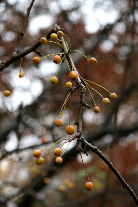 Crab Apple Tree Fruit