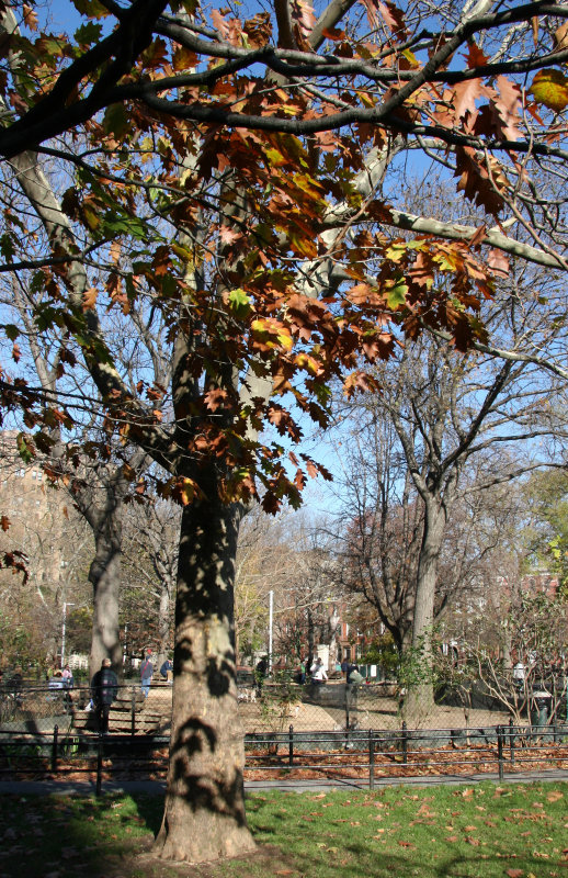 Oak Tree by the Dog Run