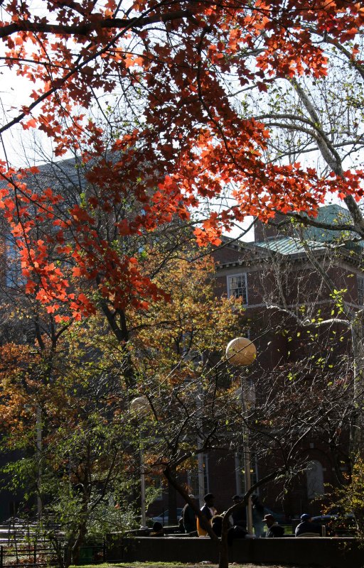 NYU Law School & Maple Tree Foliage at Chess Corner