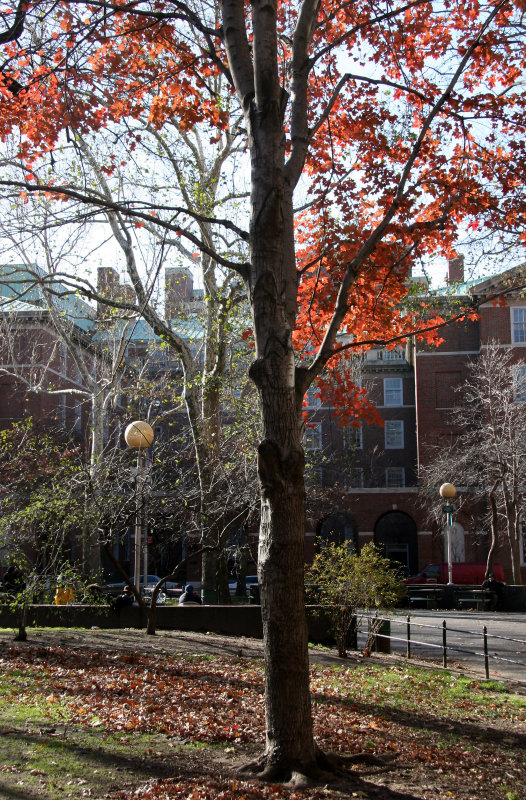 NYU Law School & Maple Tree Foliage at Chess Corner