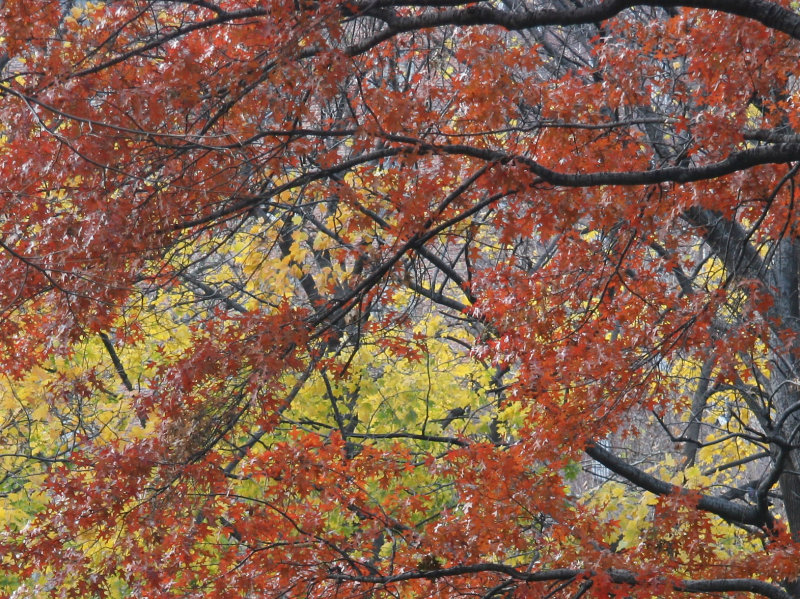 Oak & Maple Tree Foliage