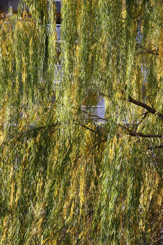 Willow Foliage