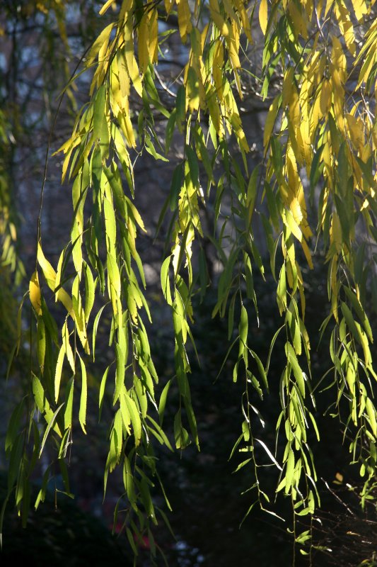 Willow Tree Foliage