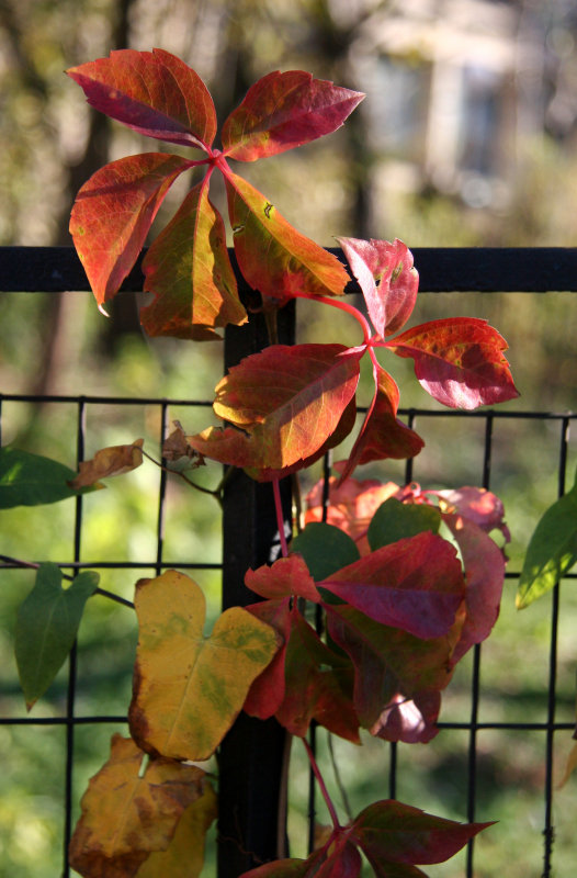 Unknown Red Leaf Vine - Woodbine?