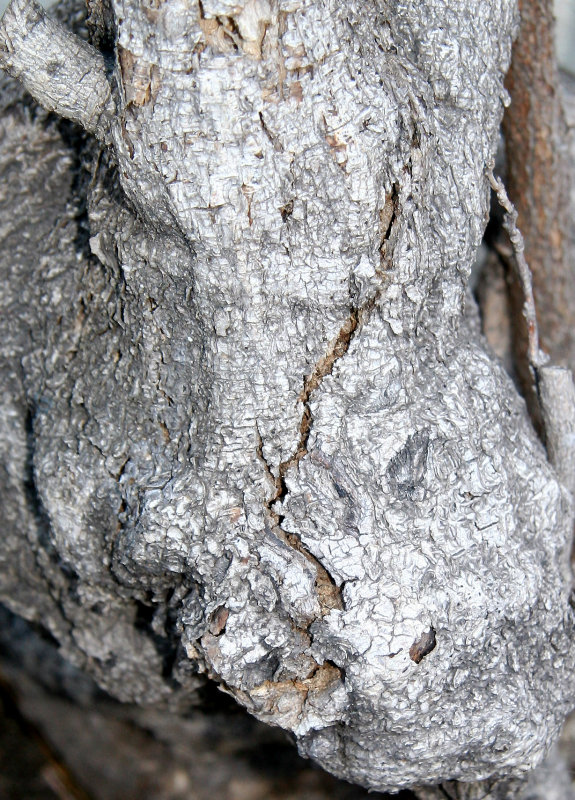 Wisteria Vine Trunk