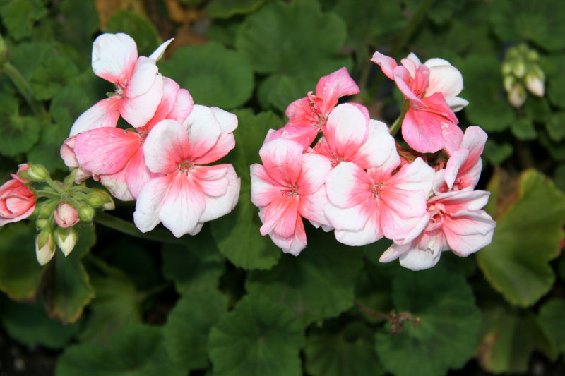 Geraniums