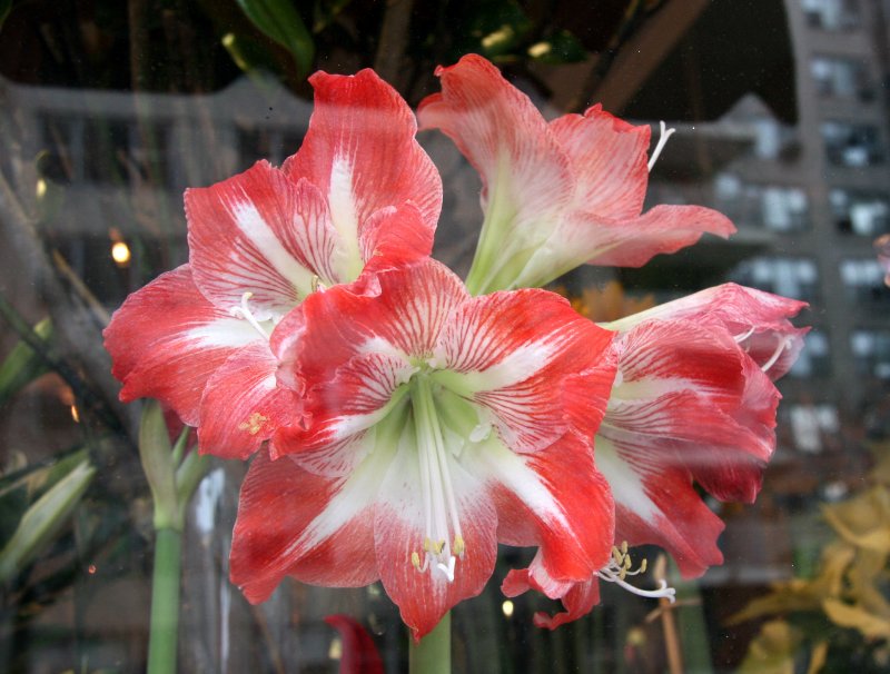 Amaryllis - Anthology Floral Shop Window