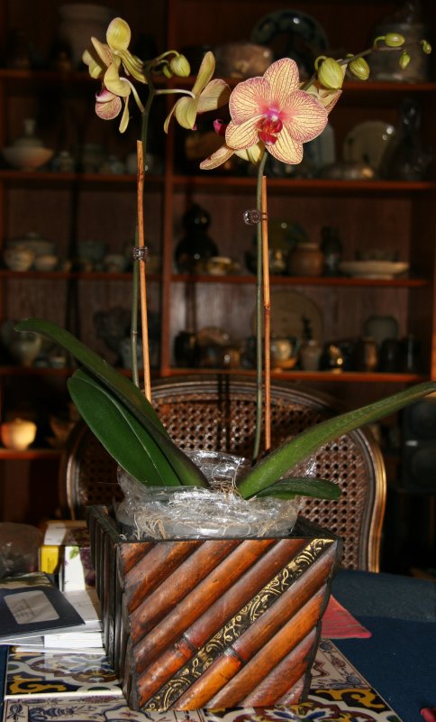 Orchids - Phalaenopsis