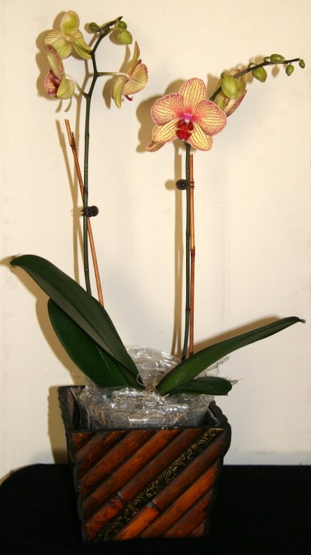 Orchids - Phalaenopsis