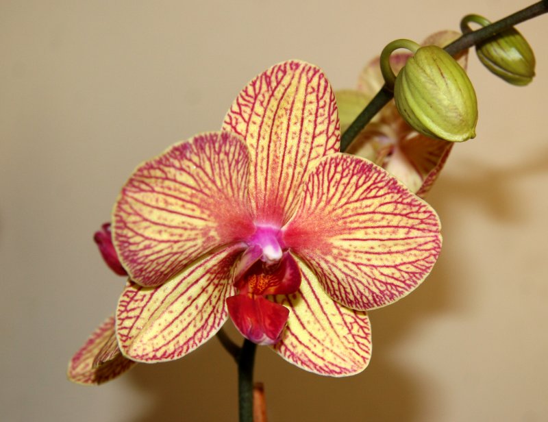 Orchids - Phalaenopsis