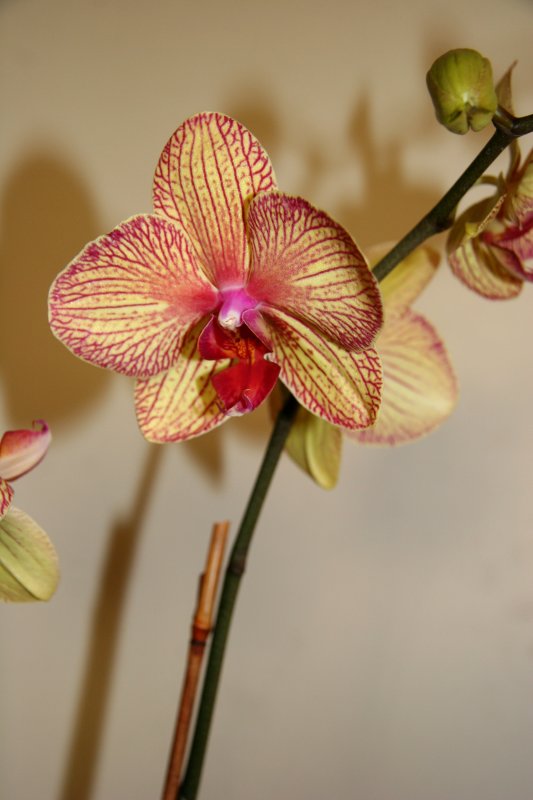 Orchids - Phalaenopsis