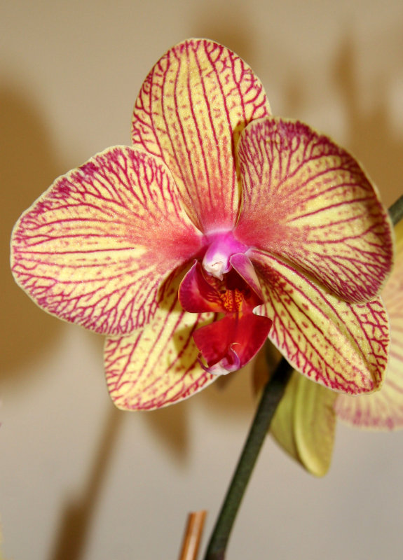 Orchids - Phalaenopsis