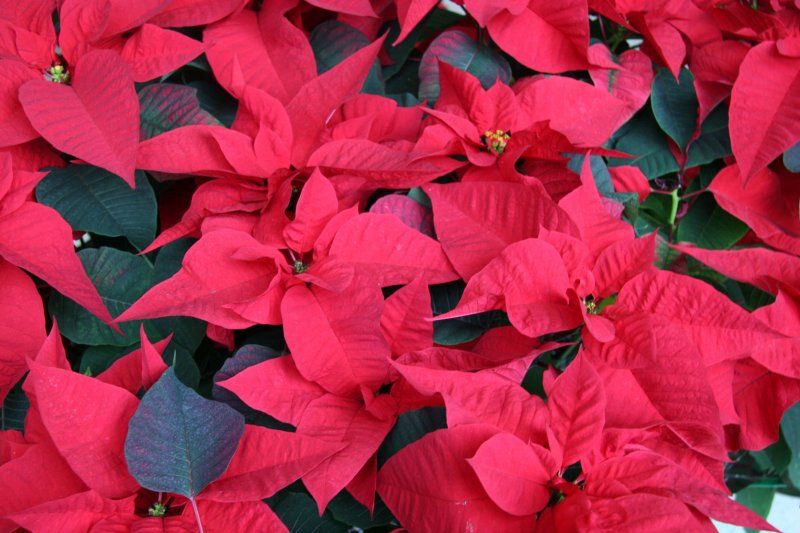 Poinsettia - NYU Residence Lobby
