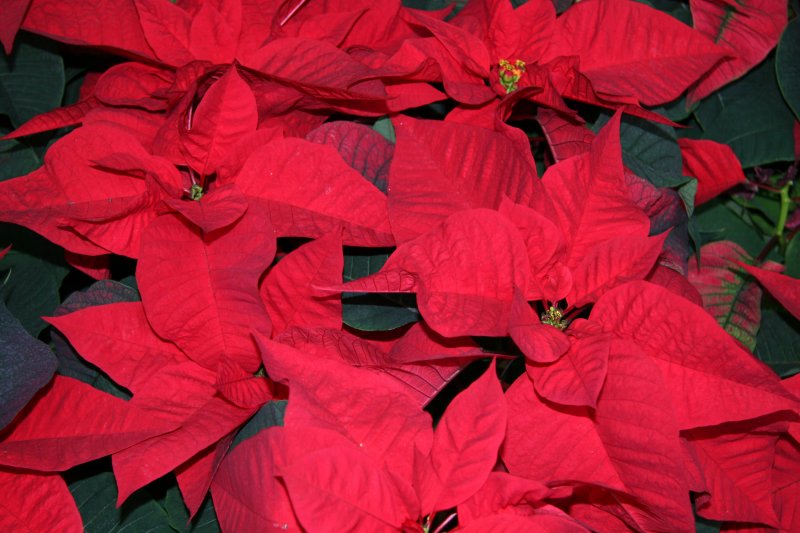Poinsettia - NYU Residence Lobby