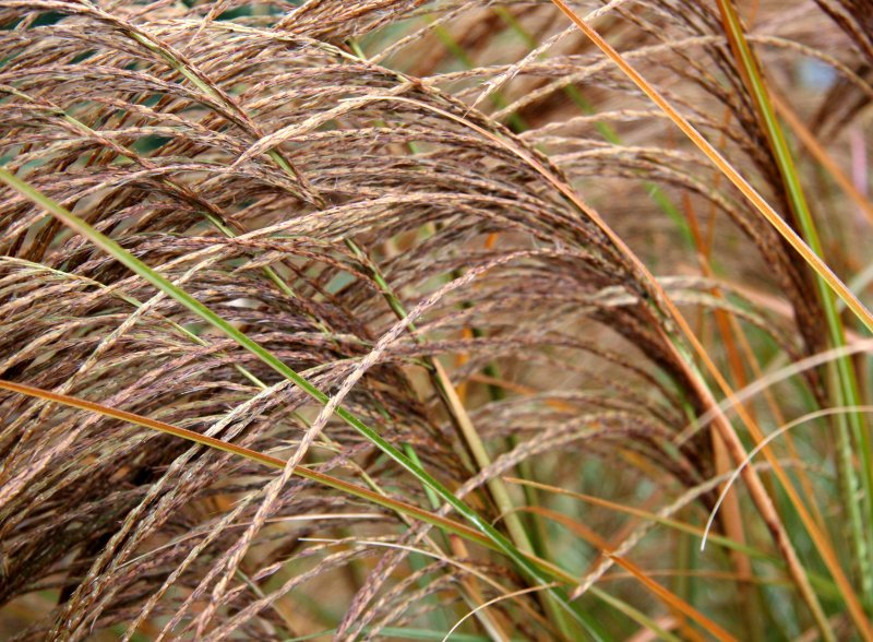 Winter Grass