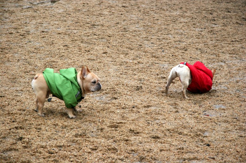 Pugs with Christmas Colors in the Dog Run