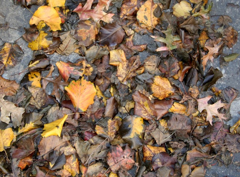 Loose Sidewalk Foliage