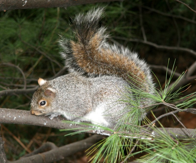 Squirrel in a Pine Tree