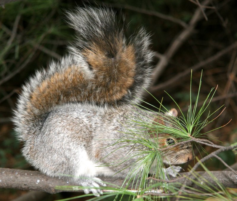 Squirrel in a Pine Tree