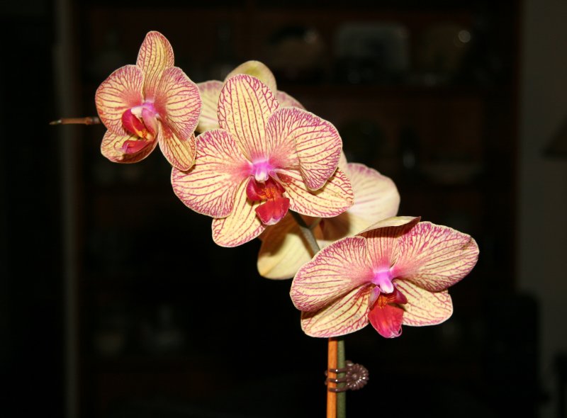 Orchids - Phalaenopsis