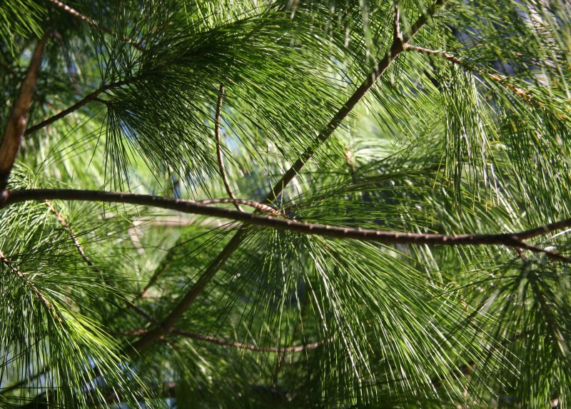 Long Needle Pine
