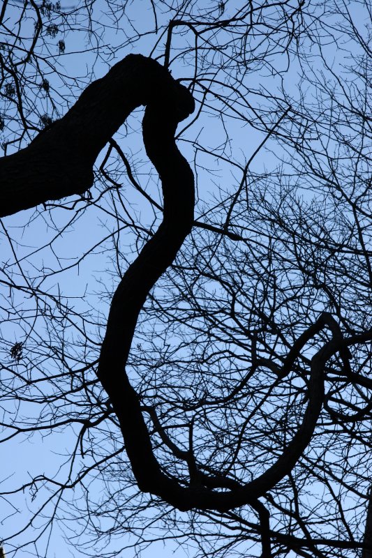 Scholar Tree Branch
