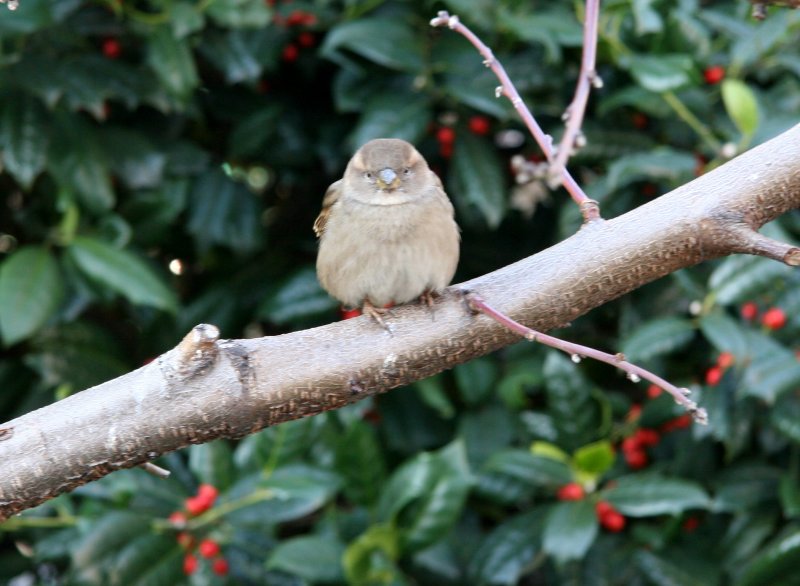 Sparrow in a Peach Tree