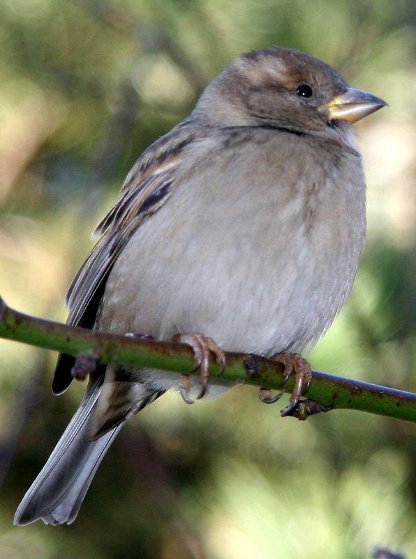 Sparrow in a Peach Tree