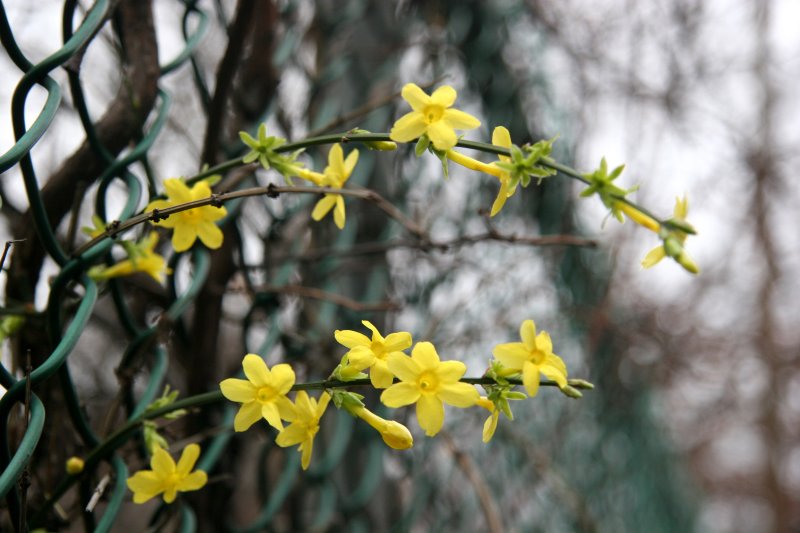 Jasiminum nudiflorum