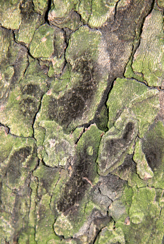 Sycamore Tree Bark