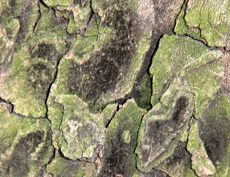 Sycamore Tree Bark