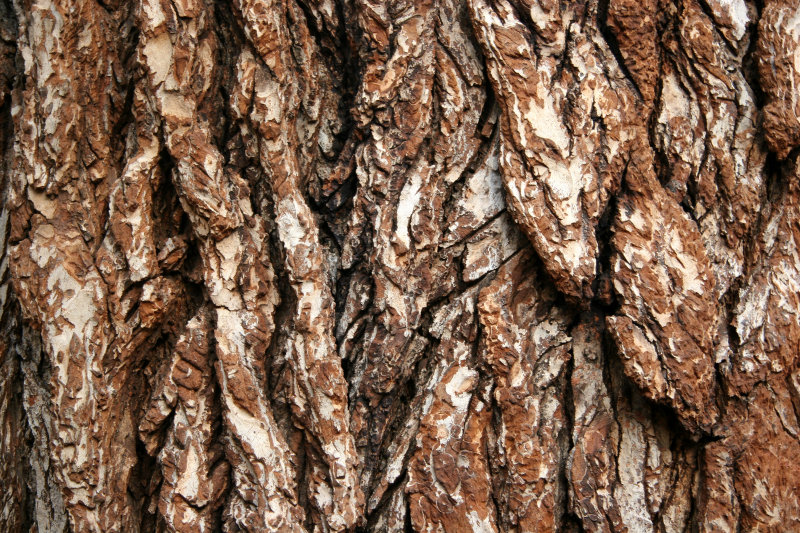 English Elm Bark