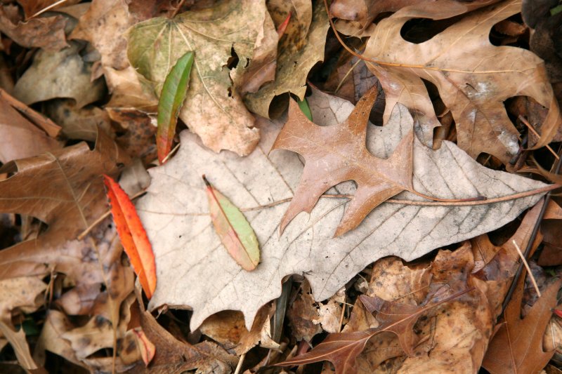 Loose Ground Foliage