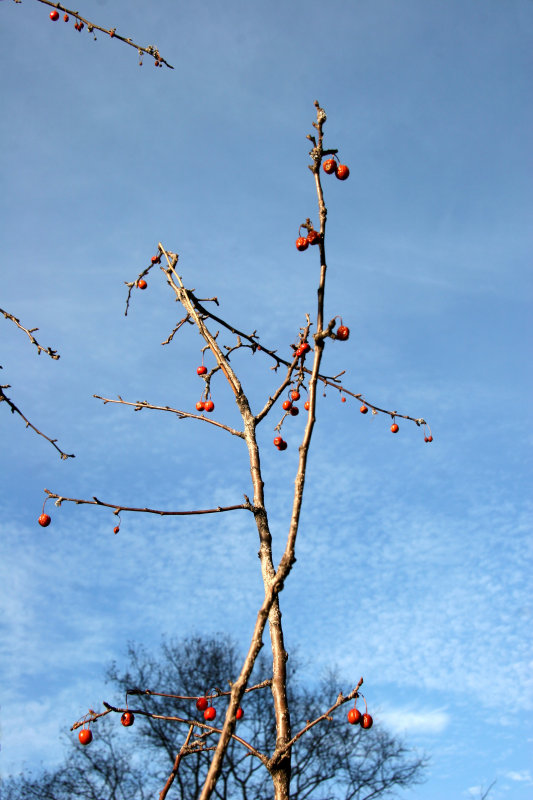 Choke Cherries