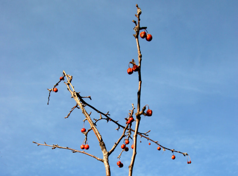 Choke Cherries